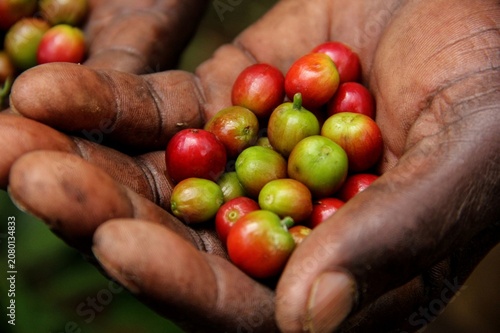 Canvastavla Close-up of ripe and unripe coffee cherries in farmer's hands during coffee harv