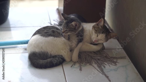 Two adorable kittens are fast asleep, cuddled up together on an old mop cloth on a tiled floor.