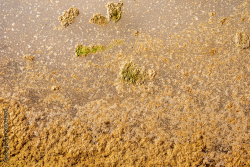 Foto Green algae and duckweed floating on stagnant pond water, creating a vibrant natural texture and ecological background pattern