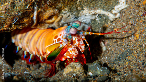 Fotografie Colorful peacock mantis shrimp emerging from sandy burrow in Anilao Philippines