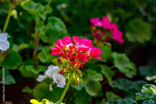 Fotografie Geranium is a genus of 422 species of annual, biennial, and perennial plants that are commonly known as geraniums, hardy geraniums, or cranesbills