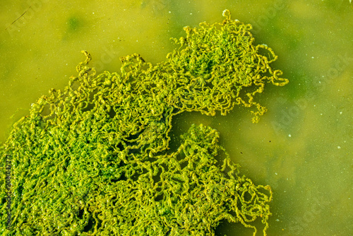 Tableau sur toile Green algae and duckweed floating on stagnant pond water, creating a vibrant natural texture and ecological background pattern