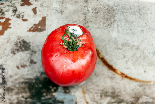 Foto rotten tomato infected with late blight