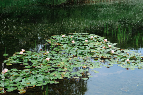 Foto Pink water lilies on a calm pond