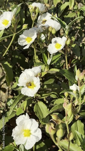 Vertical nature footage of a busy bee on a wild white rockrose blooming.