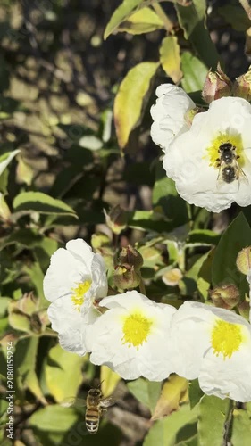 Vertical macro shot of an insect collecting nectar from a white rock rose.