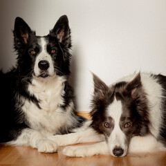 Portrait of two border collie dogs lying on indoor wooden floor
