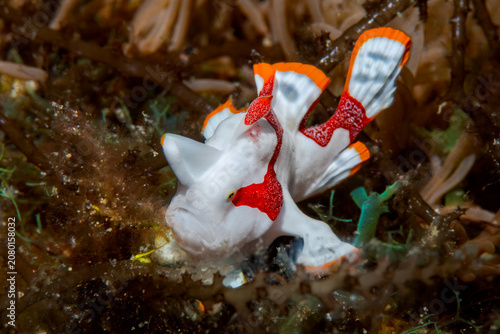 Принти на полотні Colorful juvenile warty frogfish camouflaged among marine vegetation in Anilao P