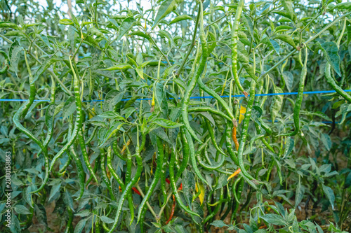 Photos Long chili pepper plants bearing abundant green and red fruits in a cultivated field, showcasing healthy tropical vegetable crops ready for harvest
