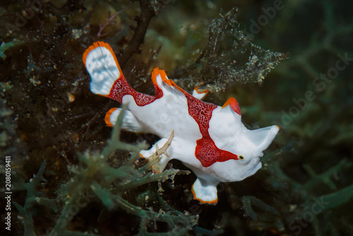 Fotografía Colorful warty frogfish camouflaged among seaweed in Anilao Philippines