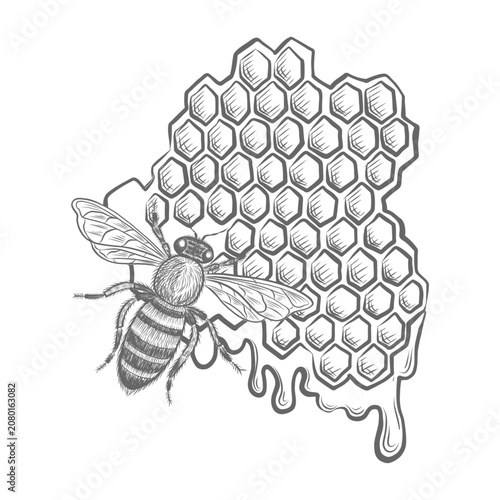 Foto Honeycombs with honeybee vector graphic illustrations for foodstuffs packaging