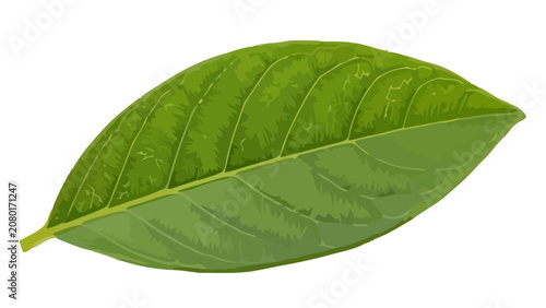 The illustration shows a green leaf with visible veins on a white background