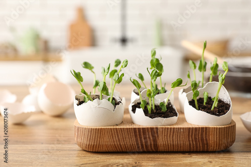 Wooden holder with seedling...
