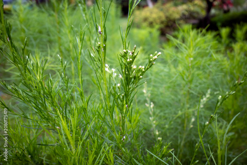 Adas leaves (Foeniculum vulgare Mill), a biennial medicinal and aromatic plant belonging to the family Apiaceae