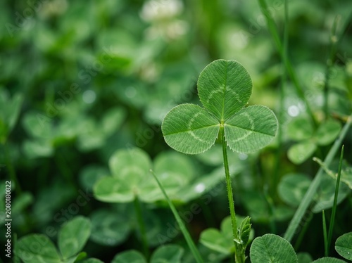 Close up of green clover leaves in a lush field with soft natural light shamrock outdoors