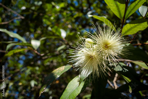 Jambu Dersana Mawar, water apple (Syzygium jambos) flowers on its tree, known as rose apples or watery rose apples