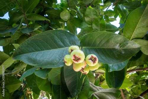 Young water apples fruits (Syzygium aqueum) on its tree, known as rose apples or watery rose apples