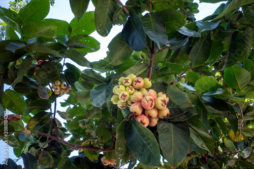 Young water apples fruits (Syzygium aqueum) on its tree, known as rose apples or watery rose apples
