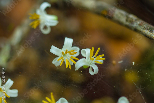 Tiny flowers that have fallen from the tree and gotten caught in spiderwebs.