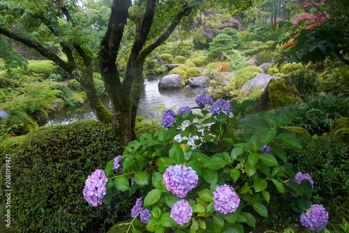 三室戸寺の紫陽花