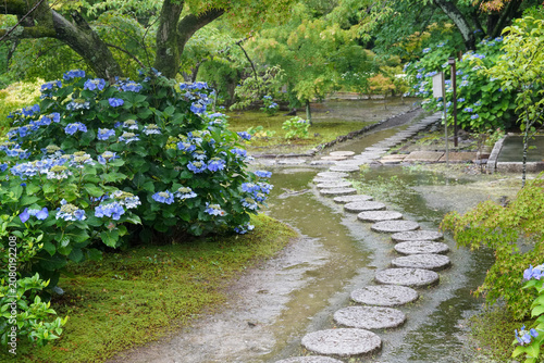 勧修寺の紫陽花