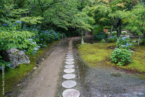 勧修寺の紫陽花