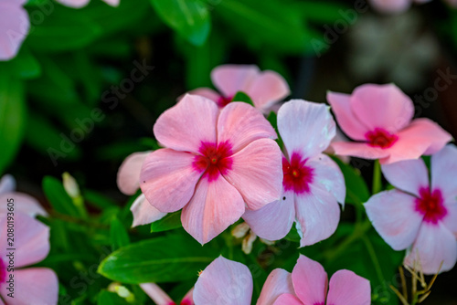 Catharanthus roseus, commonly known as bright eyes, Cape periwinkle, graveyard plant, Madagascar periwinkle, old maid, pink periwinkle, rose periwinkle, is a perennial species of flowering plant in th