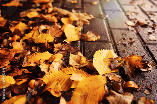 Bild auf Leinwand Beautiful Nature Autumn landscape