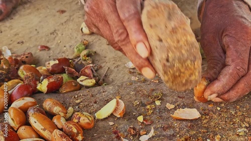 Closeup of hands manually cracking mahua seeds with a stone tool during traditional processing preparing kernels for sun drying and oil extraction in a rural setting