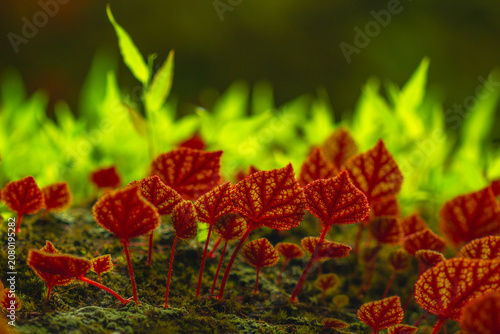 A close-up of begonias growing on rock walls in the forest.