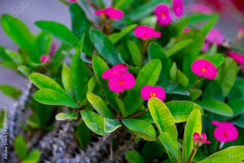 Фотография Euphorbia milii, the crown-of-thorns, Christ plant or Christ's thorn, is a species of flowering plant in the spurge family, Euphorbiaceae, native to Madagascar