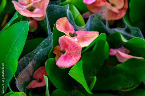 Картината върху платно Euphorbia milii, the crown-of-thorns, Christ plant or Christ's thorn, is a species of flowering plant in the spurge family, Euphorbiaceae, native to Madagascar