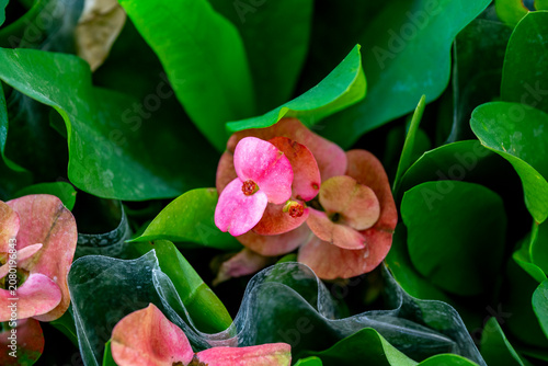Canvas Print Euphorbia milii, the crown-of-thorns, Christ plant or Christ's thorn, is a species of flowering plant in the spurge family, Euphorbiaceae, native to Madagascar