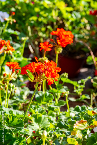 Photography Geranium is a genus of 422 species of annual, biennial, and perennial plants that are commonly known as geraniums, hardy geraniums, or cranesbills