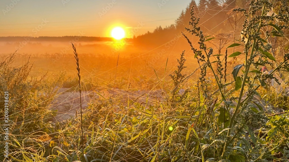 Obraz premium Golden sunrise over misty meadow with wild grass in warm morning light, peaceful rural landscape, scenic countryside horizon, tranquil nature background with copy space
