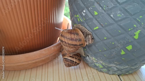 Two Garden Snails Climbing a Flower Pot in Natural Daylight