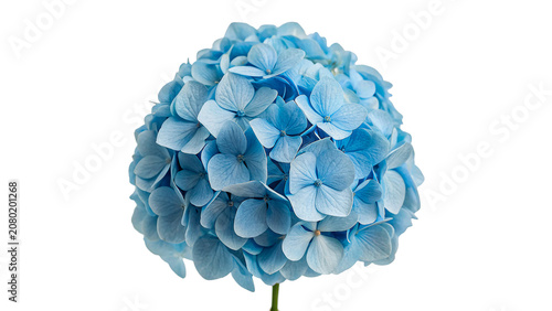 Tableau sur toile Beautiful single blue hydrangea flower head botanical blossom isolated on transp