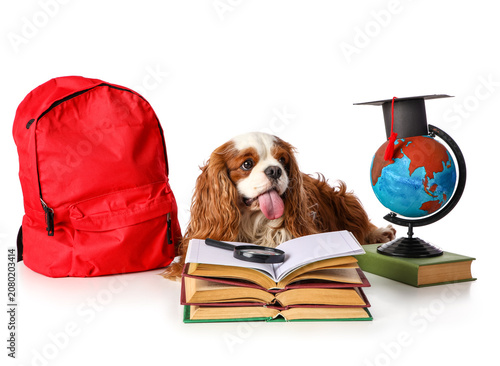 Cute cavalier King Charles ...