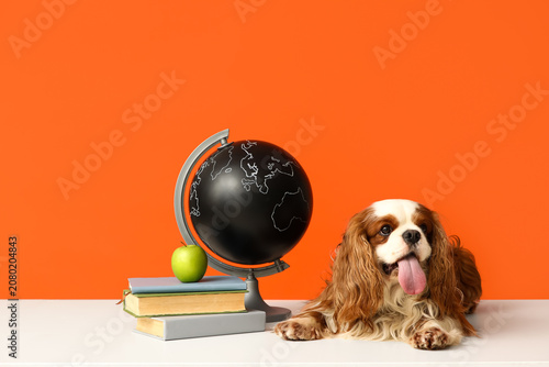Cute cavalier King Charles spaniel with apple, globe and books on orange back...