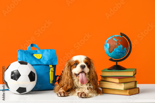 Cute cavalier King Charles ...