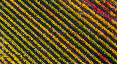 Aerial view of colorful vineyard rows in autumn, showing vibrant yellow, orange, and green foliage from a top-down perspective