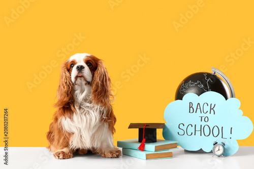 Cute cavalier King Charles ...