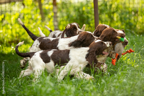 Konstfotografi English Springer Spaniel Puppies Playing Together with Toys on Green Grass