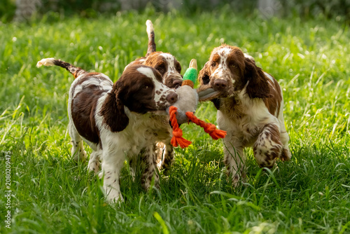 English Springer Spaniel Puppies Playing Together with Toys on Green Grass