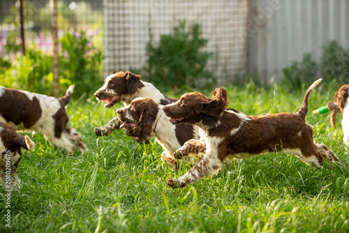 Foto English Springer Spaniel Puppies Playing Together with Toys on Green Grass