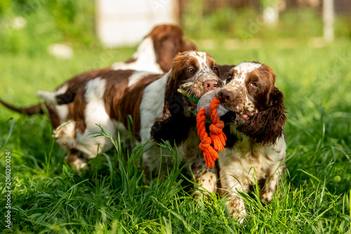 Quadro su tela English Springer Spaniel Puppies Playing Together with Toys on Green Grass