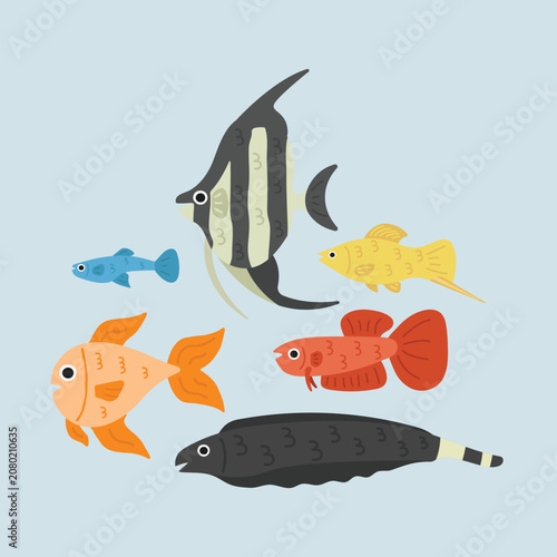 Vector illustration set of popular freshwater aquarium fishes: guppy, angelfish, swordtail, betta, goldfish and black ghost