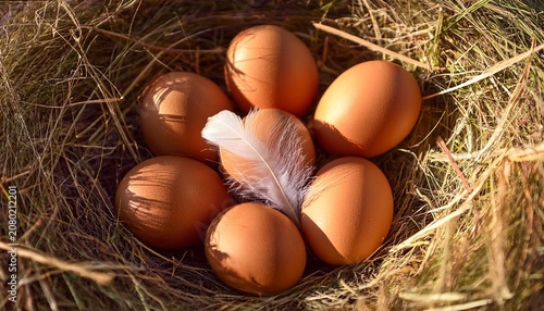 Seven Brown Chicken Eggs In A Straw Nest With A White Feather Vertical Close Up Of Fresh Organic Farm Produce In Sunlight