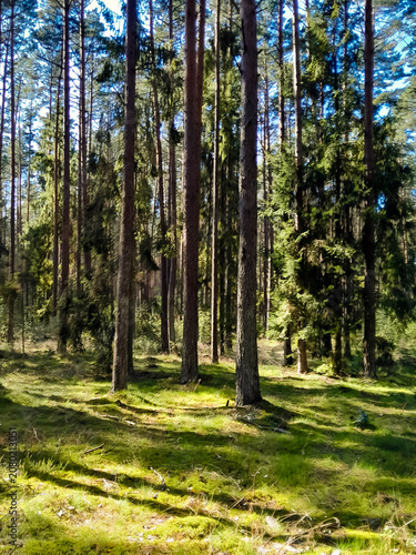 Exploration of wild forest in northern Poland.