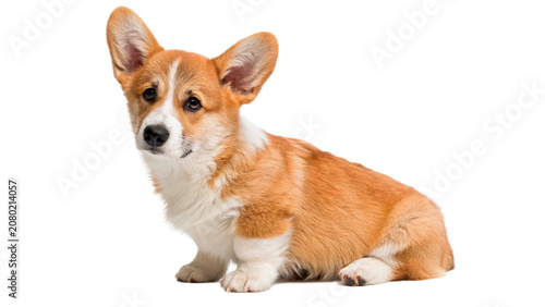 Foto Cute small pembroke welsh corgi puppy dog sitting isolated on transparent backgr